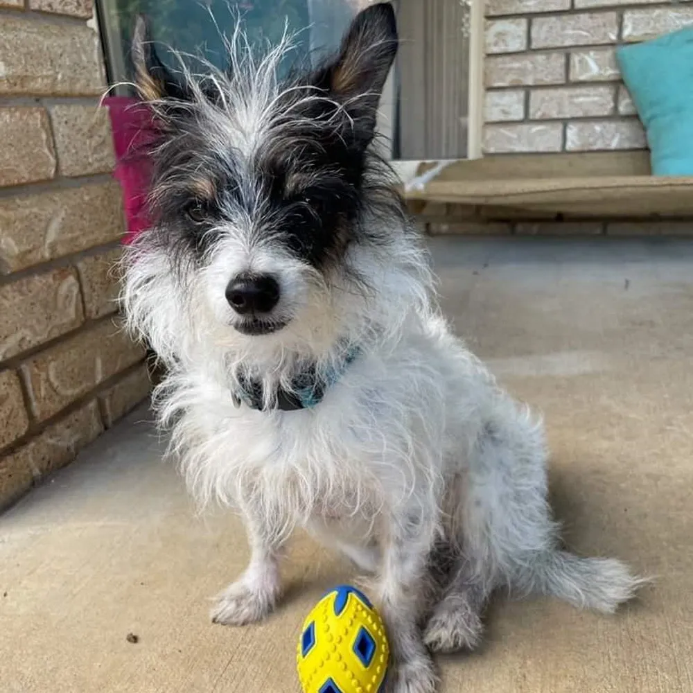 Egg Enrichment Ball