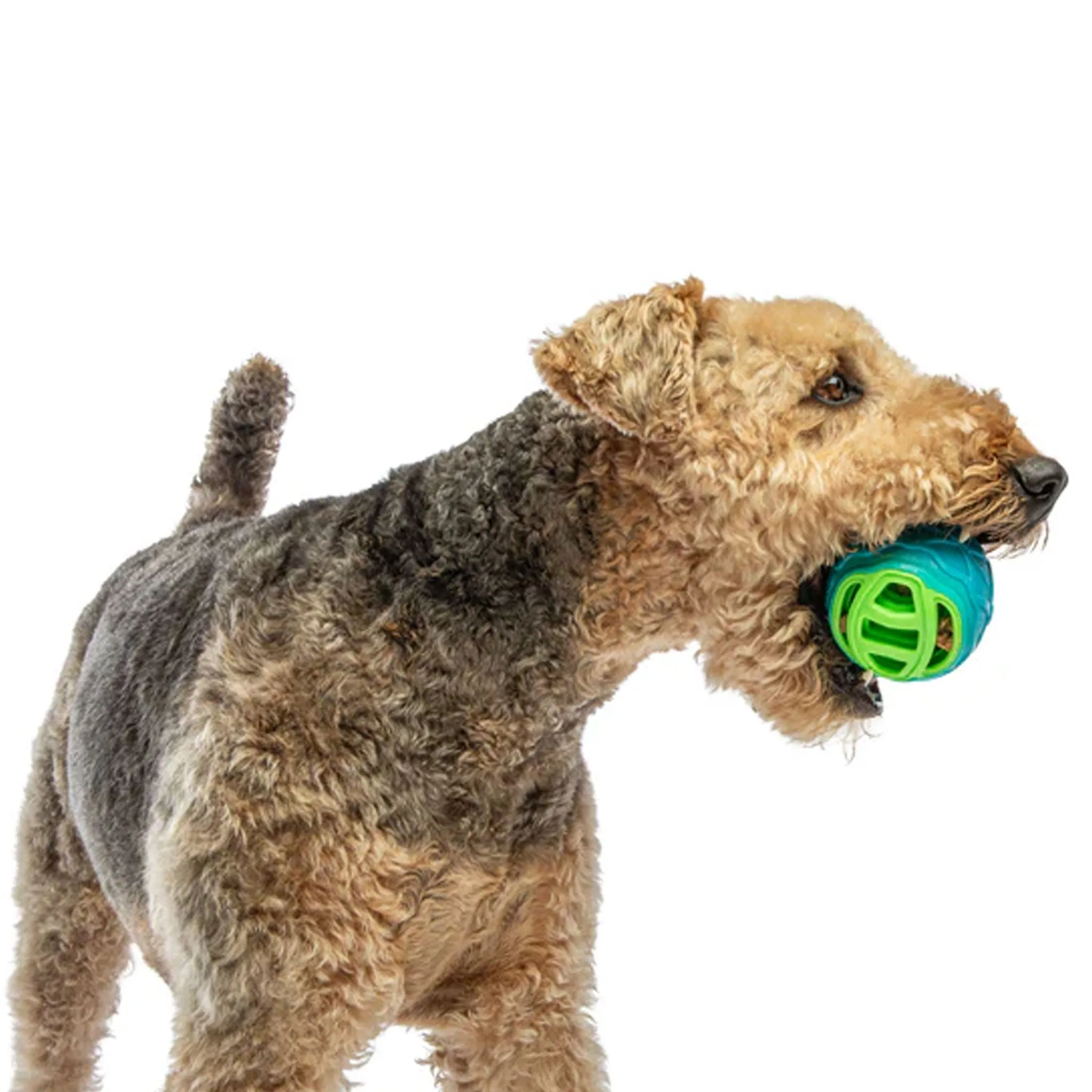 Guru Pocket Ball Dog Toy