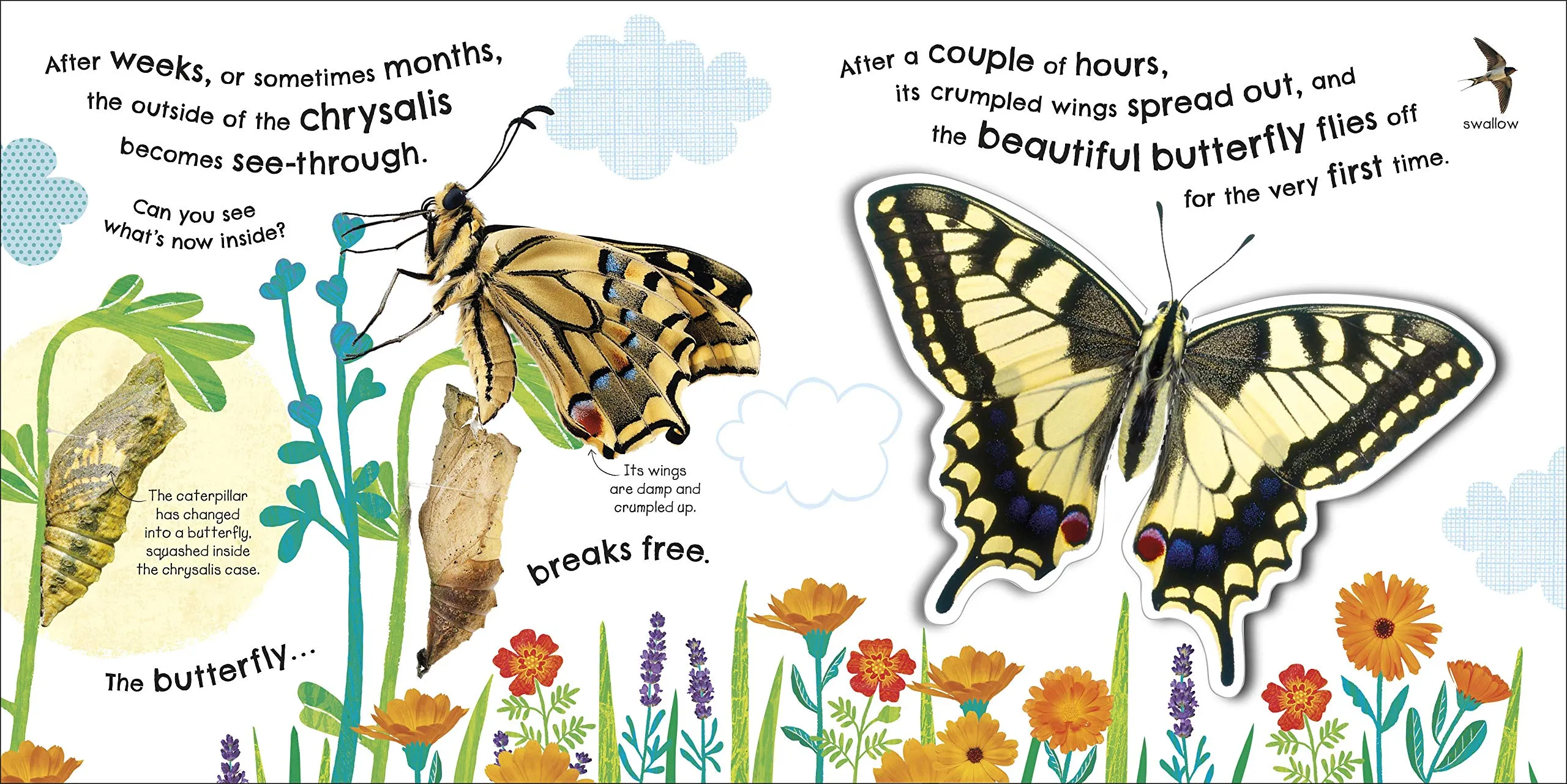 How Does a Butterfly Grow?