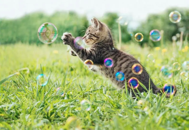 Kitty Bubble Gun