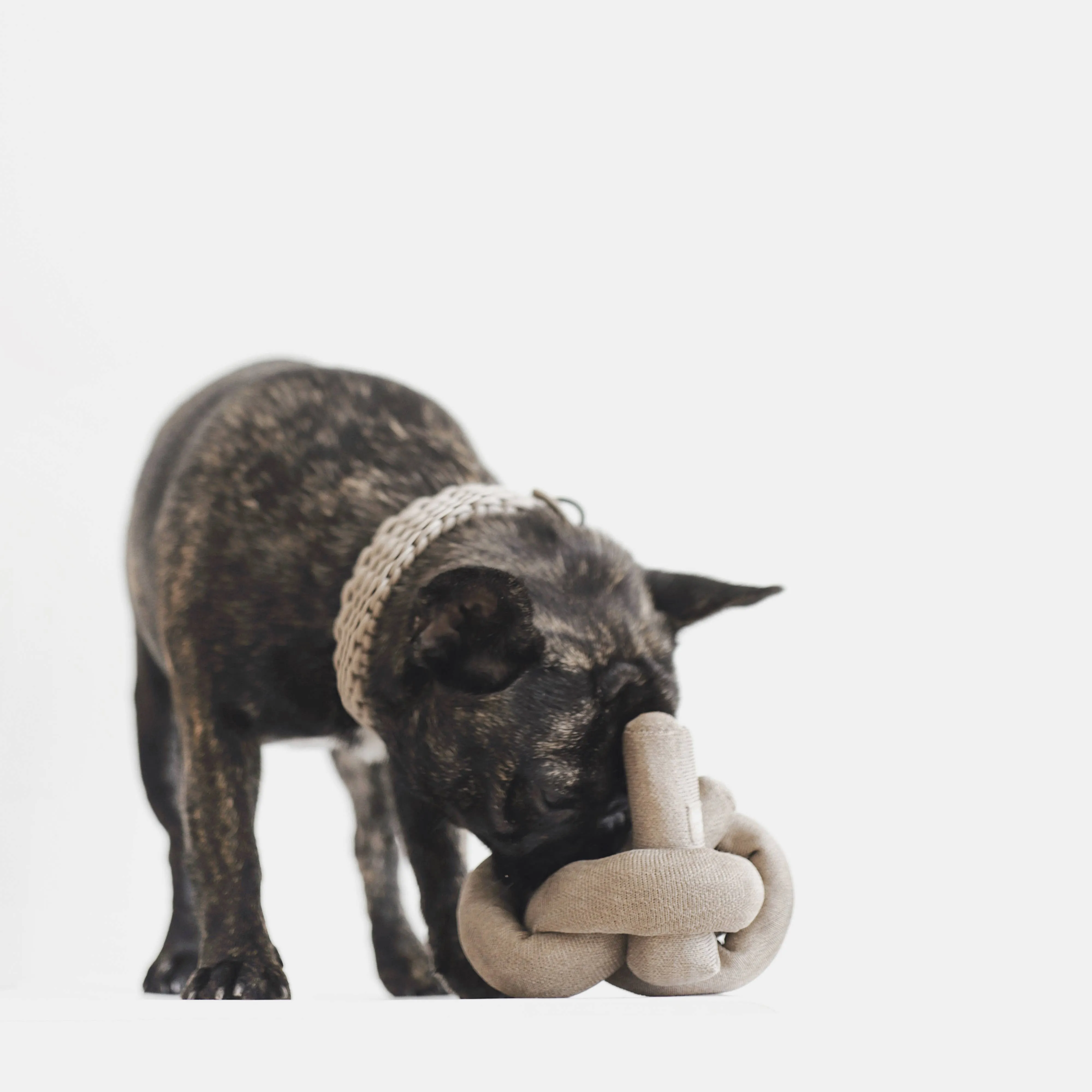 Lambwolf Collective - NouNou with Crinkles Dog Toy - Tan