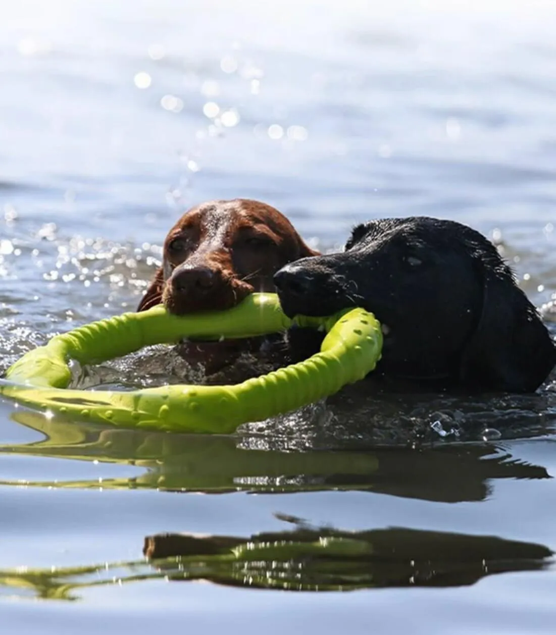 LaRoo Dog Tug Toys Floatable Dog Flying Disc For Interactive Play