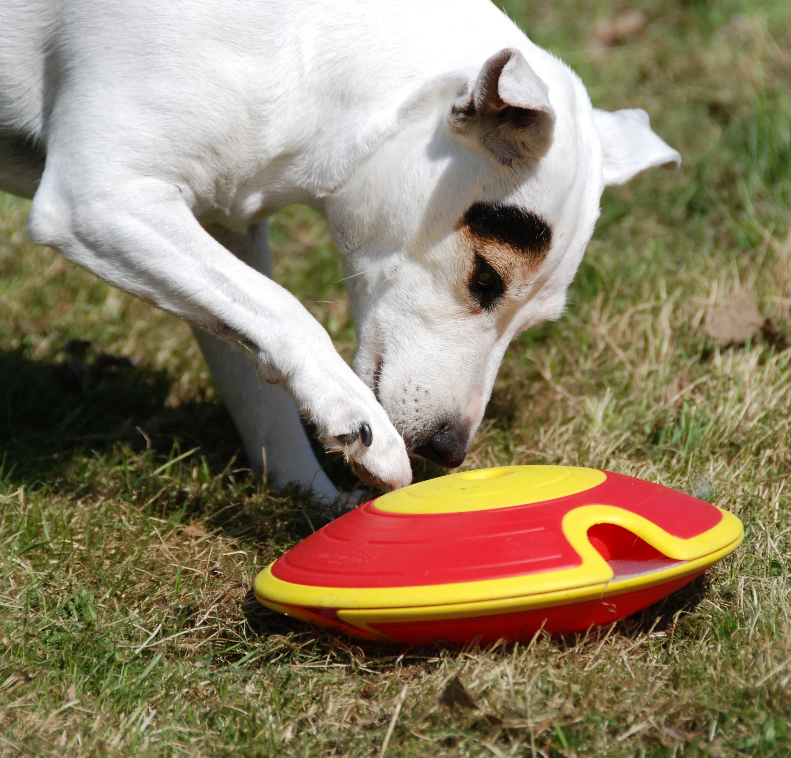 Nina Ottosson Treat Maze Small Interactive Dog Toy