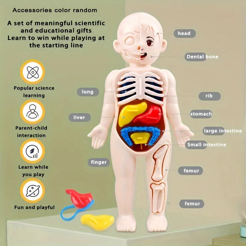 STEM Organ Model Kit HandsOn Learning for Kids