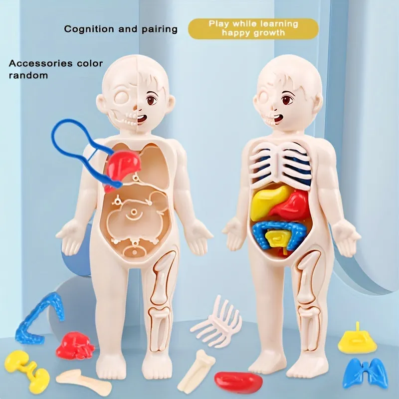 STEM Organ Model Kit HandsOn Learning for Kids