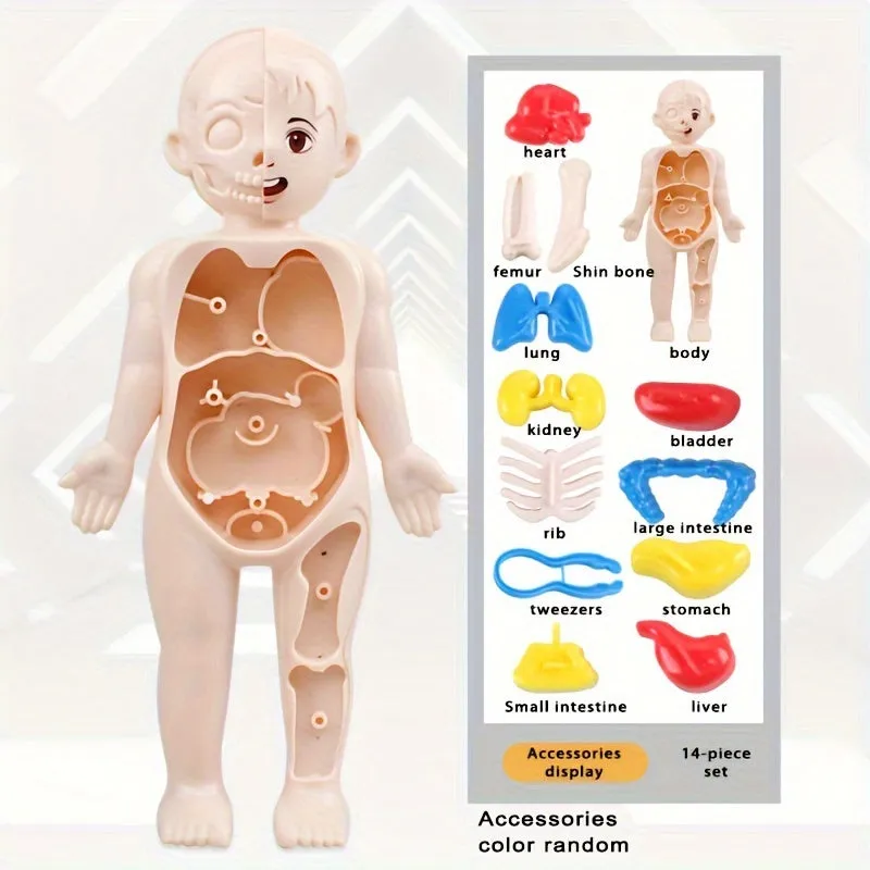 STEM Organ Model Kit HandsOn Learning for Kids