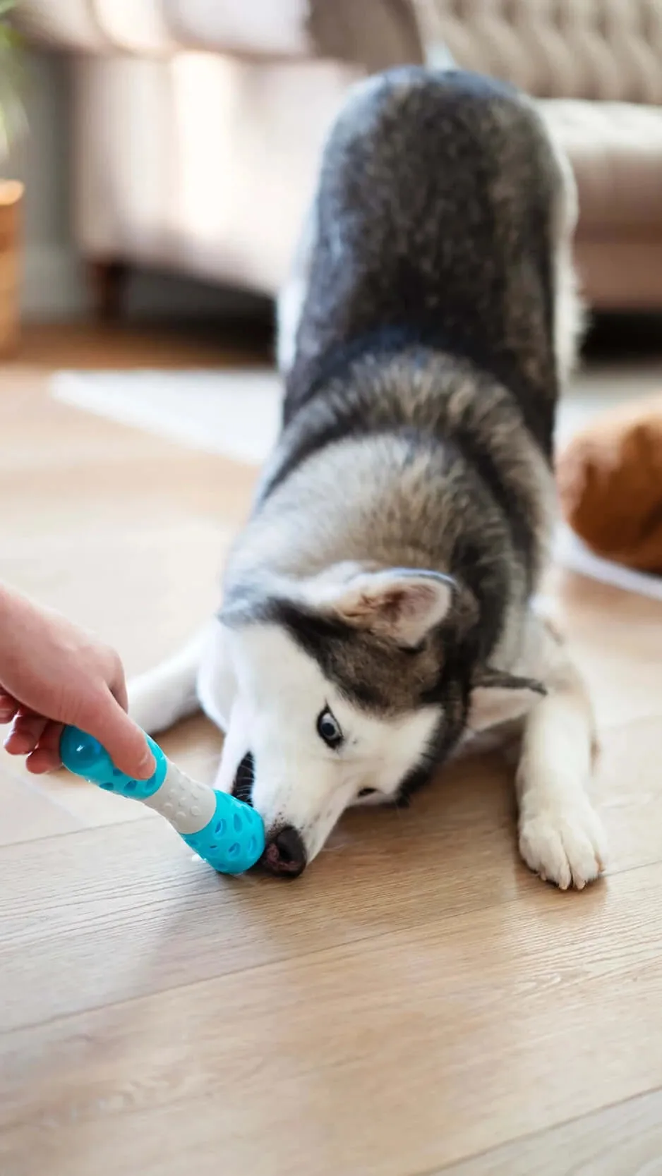 Totally Pooched Toss'n Hourglass Dog Toy